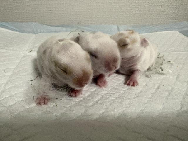 ブロークン3兄弟🐰両親1kg未満の小柄血統です