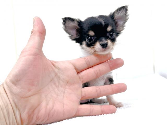 チワワ（ロングコート）