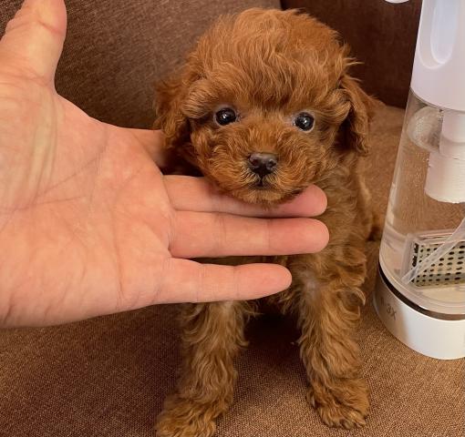 トイプードルTカップサイズの可愛い子💕
