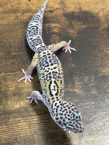 ヒョウモントカゲモドキ（マックスノー het.ブリザード, ベルアルビノ, エクリプス ）