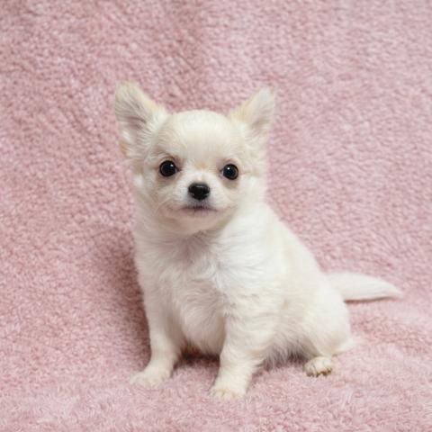 チワワ（ロングコート）