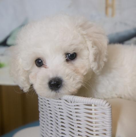 ビションフリーゼ