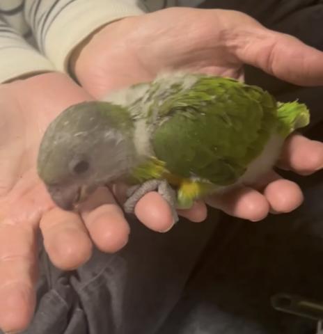 セネガルパロット