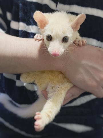 コモンパームシベット