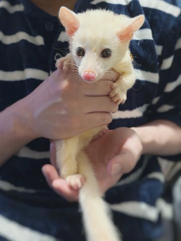 コモンパームシベット