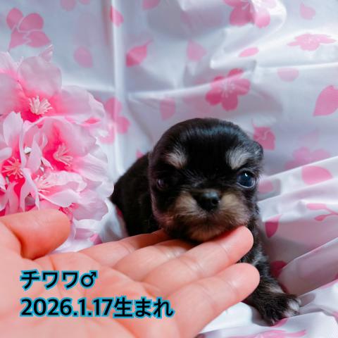 チワワ（ロングコート）