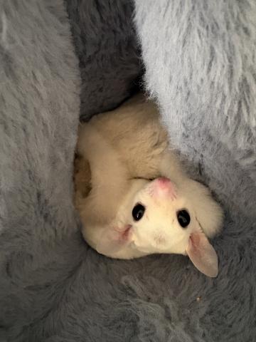 リューシヘテロクリミノ