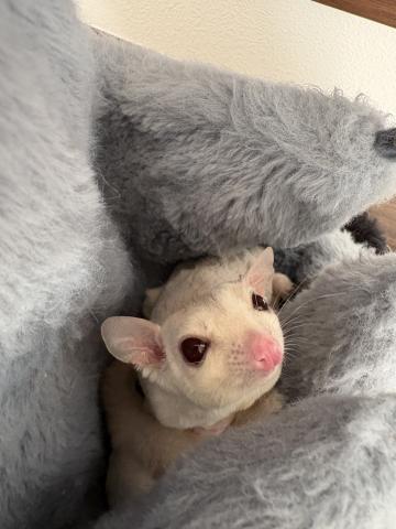 クリミノモザイク