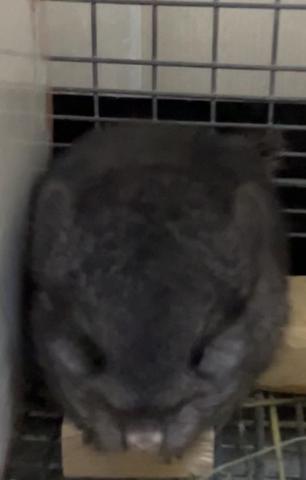 RPAcエボニーチンチラ