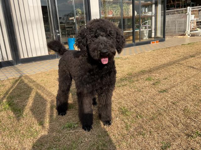 スタンダードプードル