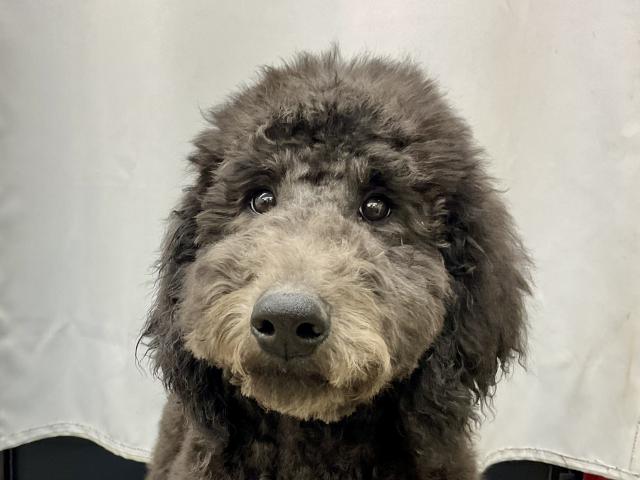 スタンダードプードル