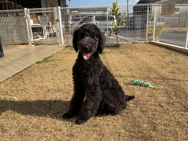 スタンダードプードル