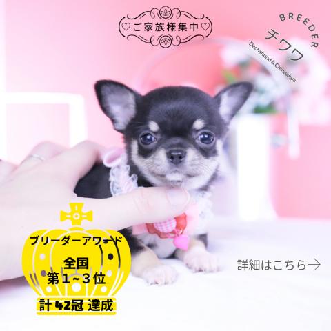 チワワ　スムース