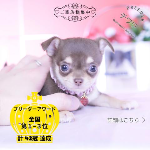 チワワ　スムース