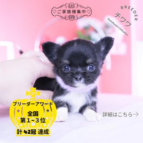 チワワ　ロング