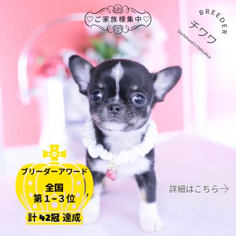 チワワ　スムース