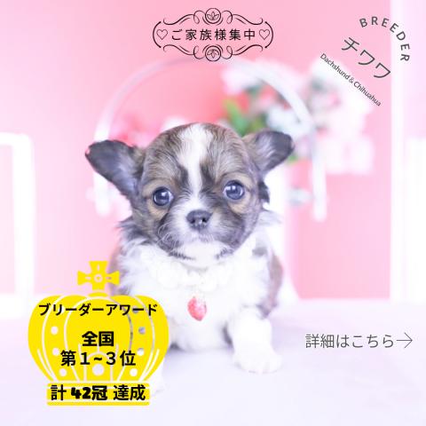 チワワ　ロング