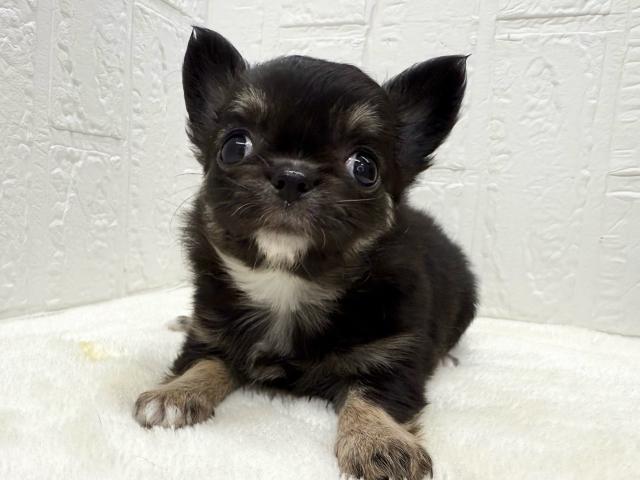 チワワ（ロングコート）