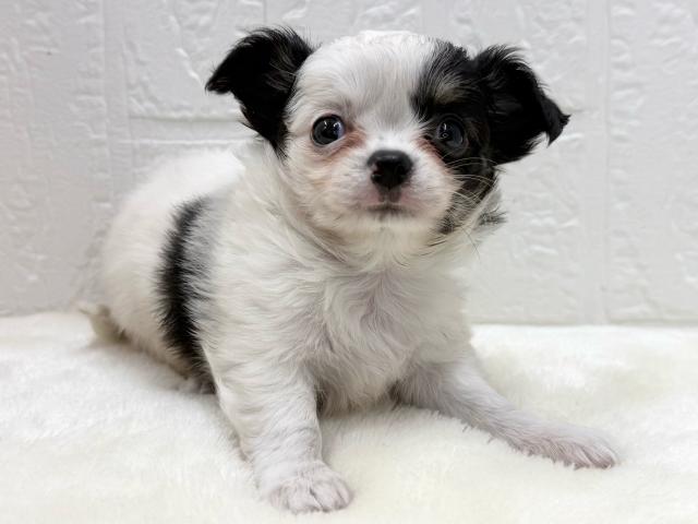 チワワ（ロングコート）