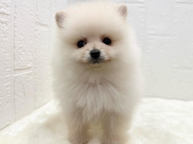 ポメラニアン