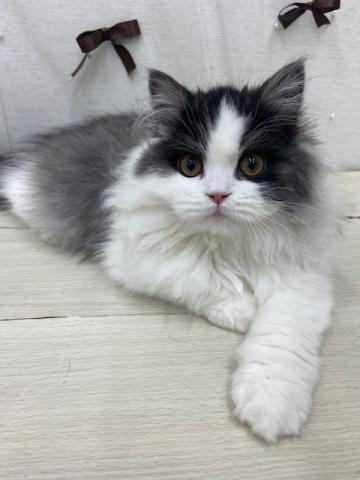 スコティッシュフォールド