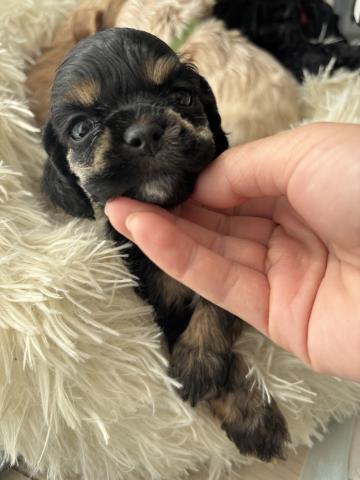 アメリカンコッカースパニエル