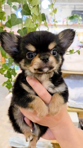 👑大きなおめめのちわわくん👑