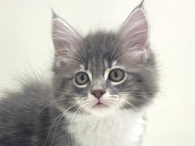 サイベリアン💕猫アレルギー有る方にお勧め猫種💕