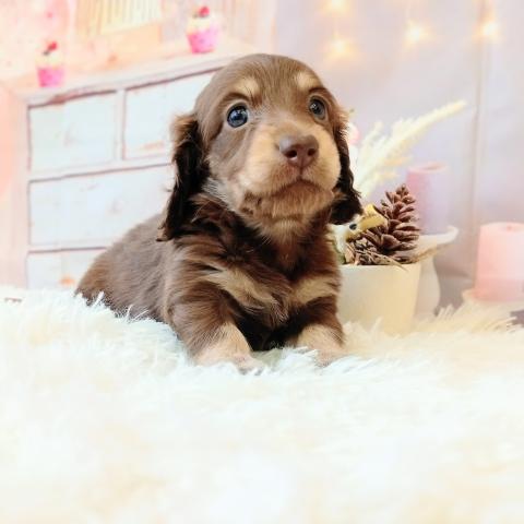 ミニチュアダックスフンド