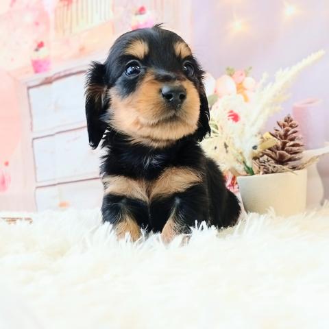 ミニチュアダックスフンド