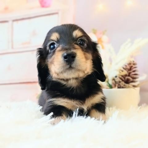 ミニチュアダックスフンド