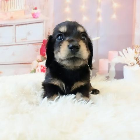 ミニチュアダックスフンド