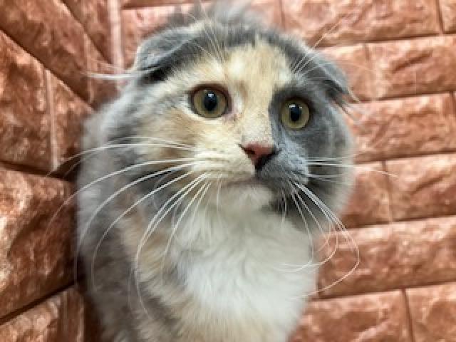 スコティッシュフォールド