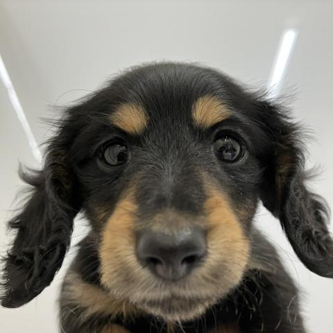 ミニチュアダックスフンド