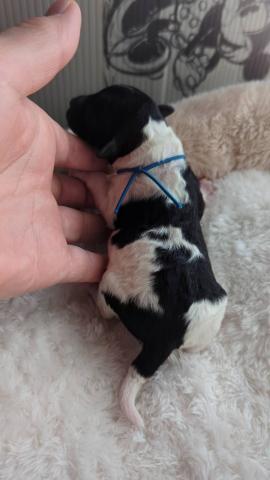 トイプードルホワイト＆ブラック？シルバー？パーティー