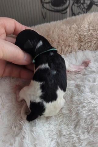 トイプードルホワイト＆ブラック？シルバー？パーティー