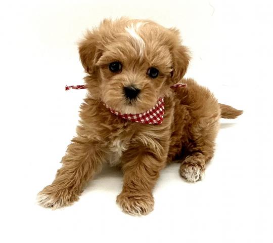 MIXマルチーズxトイプードル