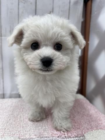 ビションフリーゼ