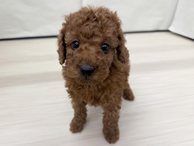 トイプードル