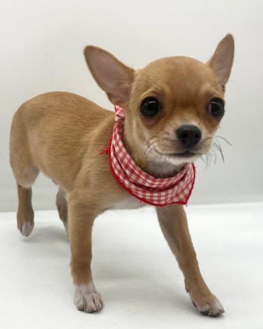 チワワ（スムースコート）☆表示価格は全ての諸費用を含みます☆