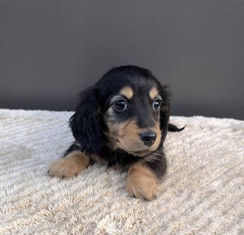 カニンヘンダックスフンド