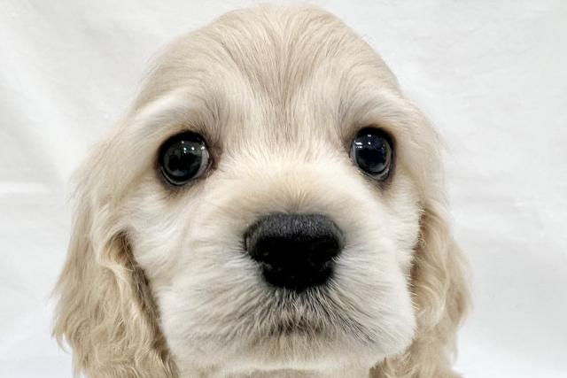 アメリカンコッカースパニエル