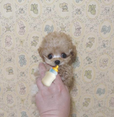 トイプードル❤️物凄い可愛いベビーです❤️