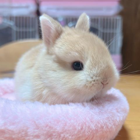 ネザーランドドワーフ