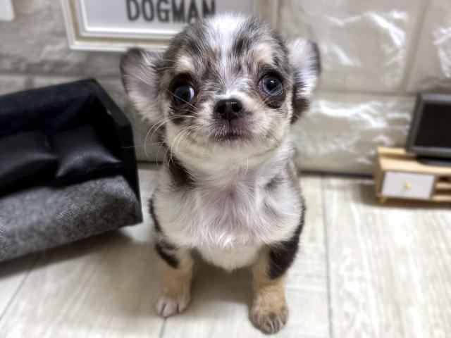 チワワ（ロングコート）☆*ﾟレアカラー*☆