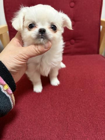 チワワ（ロングコート）