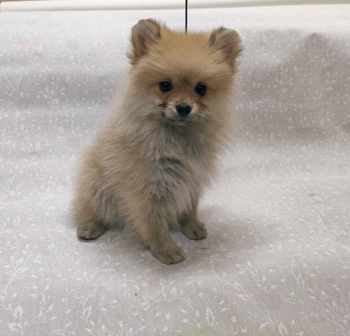 ポメラニアン