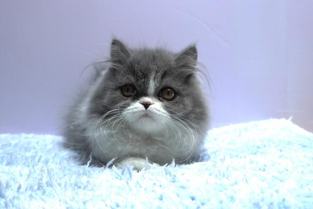 ミヌエット（旧ナポレオン）