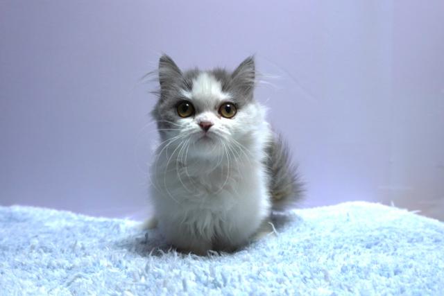 ミヌエット（旧ナポレオン）