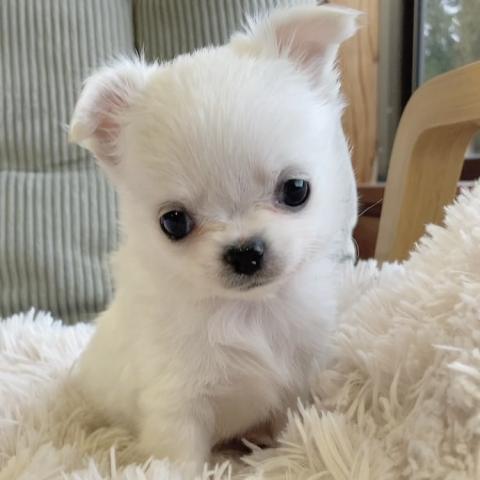 チワワ（ロングコート）